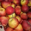 яблоки сорта Лигол, Голден, Айдаред в Таганроге 6