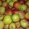 яблоки сорта Лигол, Голден, Айдаред в Таганроге 2