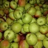 яблоки сорта Лигол, Голден, Айдаред в Таганроге
