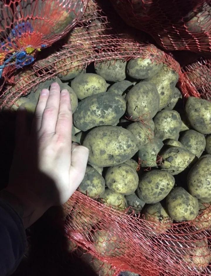 картофель Гала (3,5-4,5 калибр) в Иркутске